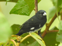 Sporophila luctuosa