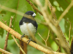 Sporophila luctuosa