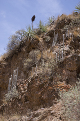 Cleistocactus strausii