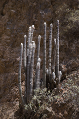 Cleistocactus strausii