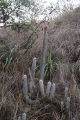 Cleistocactus strausii