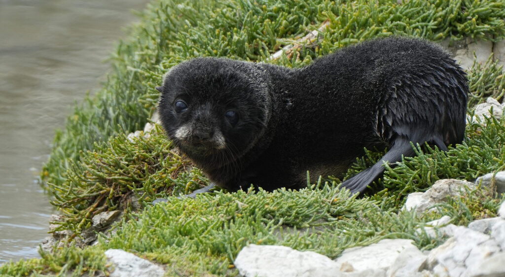 Dark fur seal pup resting on a grassy rock ledge at the Kaikoura Peninsula