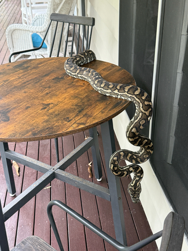 Coastal Carpet Python sighting