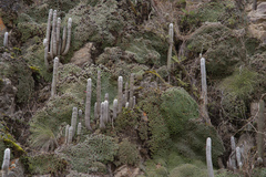 Cleistocactus strausii