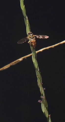Photo of Florida Calligrapher (Toxomerus floralis)