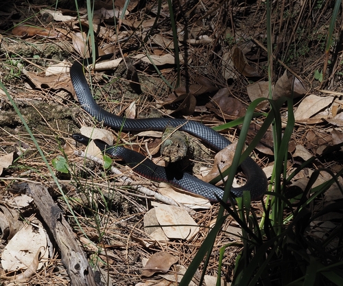 Red-bellied Black Snake sighting