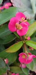 Euphorbia milii