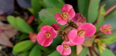 Euphorbia milii