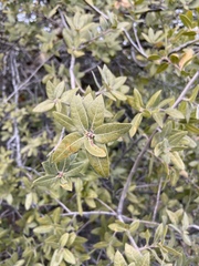 Quercus peninsularis