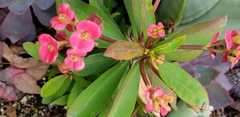 Euphorbia milii