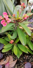 Euphorbia milii