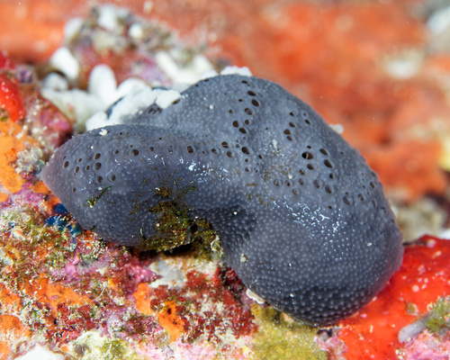Spongia oceania observed 2025-12-13