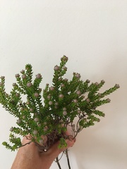 Phylica ericoides