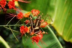 Heraclides thoas brasiliensis