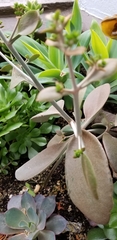 Crassulaceae