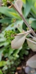 Crassulaceae