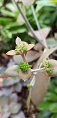 Crassulaceae
