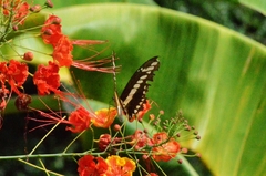 Heraclides thoas brasiliensis