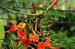 Heraclides thoas brasiliensis