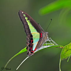 Graphium sarpedon luctatius
