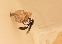 Mischocyttarus cassununga