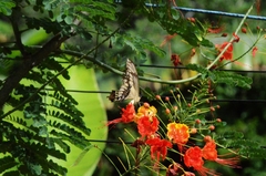 Heraclides thoas brasiliensis
