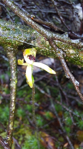 Eastern Bronzehood Orchid (Caladenia transitoria)