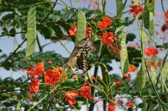 Heraclides thoas brasiliensis
