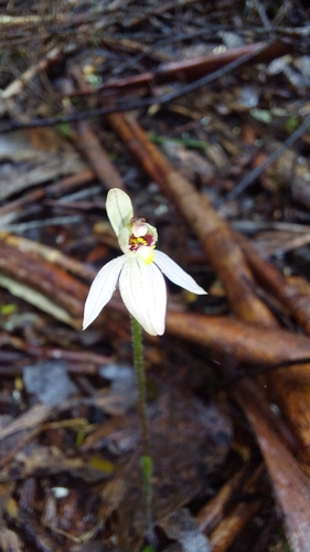 Slender Pink-fingers (Caladenia vulgaris)