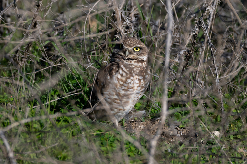 View observation of {o.common_name} on iNaturalist