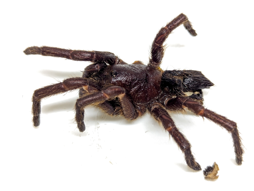 Umbyquyra palmarum