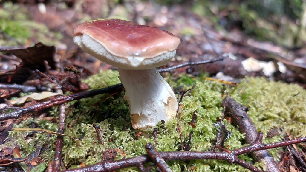 Fistulinella mollis · December 2025 · photo: © tassietravelsblog (iNaturalist, cc0)