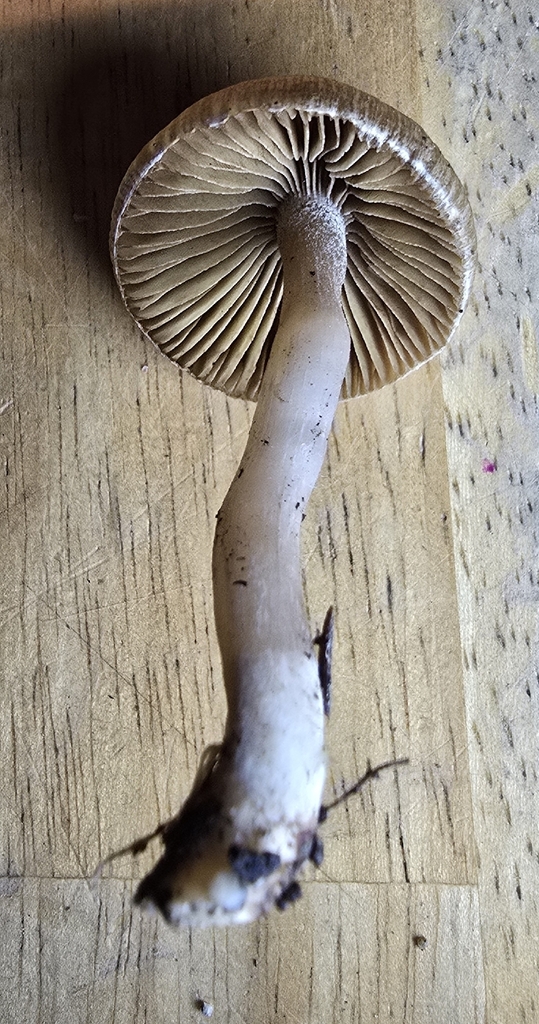 Inocybe sp. 'pallidicremea-PNW03' · December 2025 · photo: © leannestacy (iNaturalist, cc0)