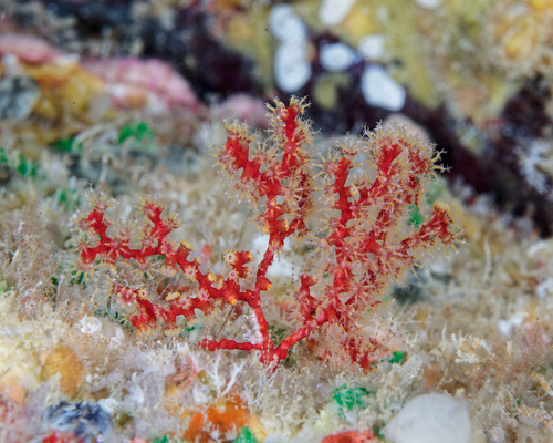 Melithaea bicolor observed 2025-12-13