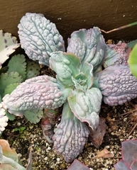 Echeveria