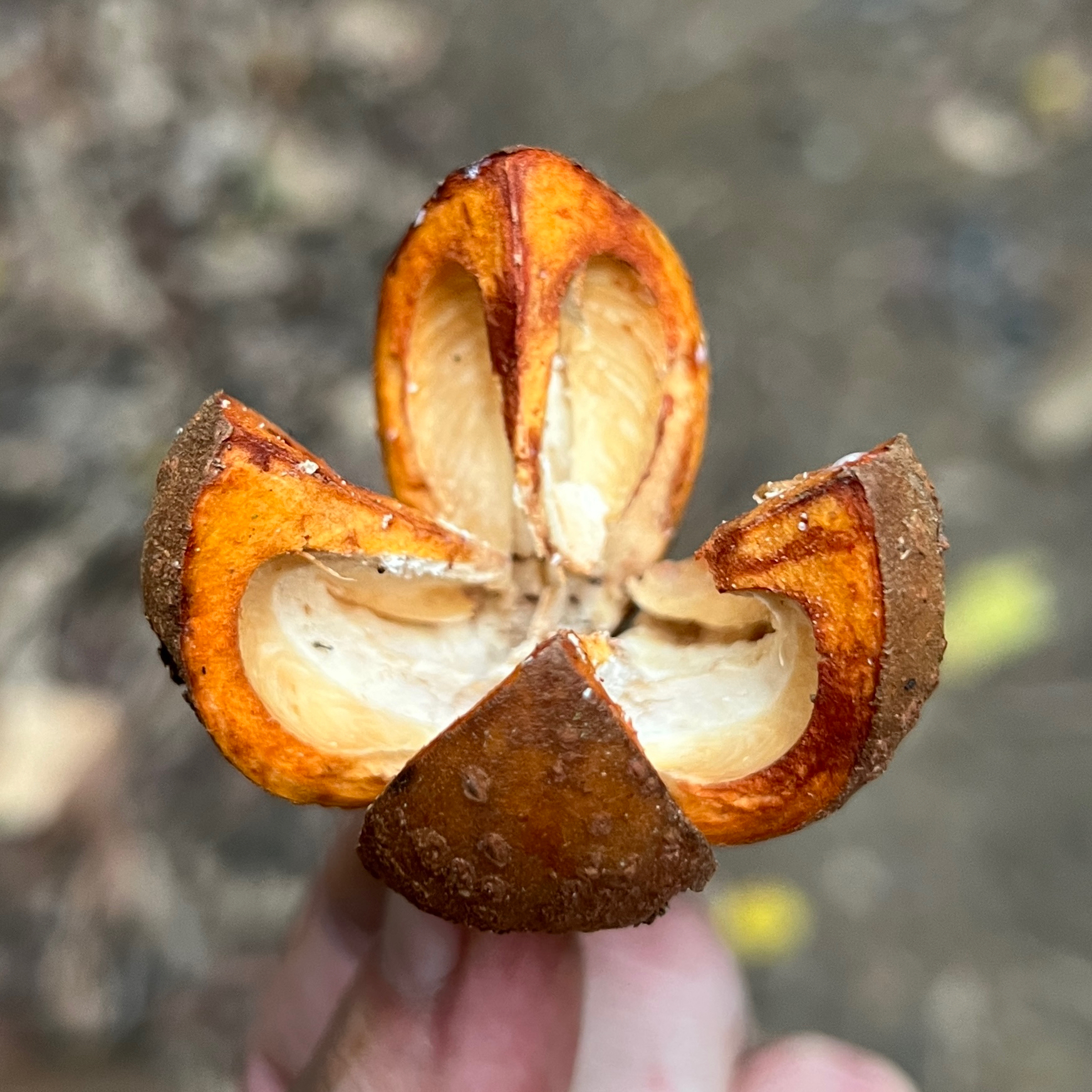 Yellow Mahogany (Epicharis parasitica)