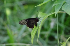 Battus polydamas