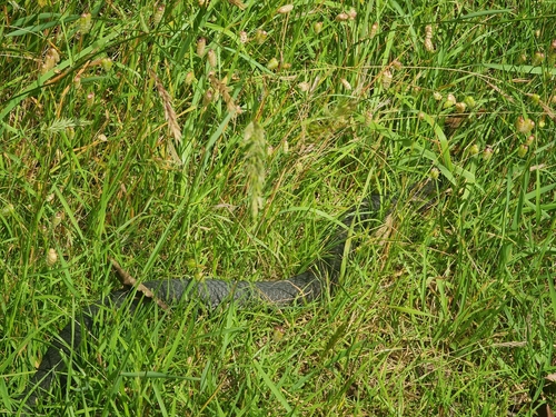 Lowlands Copperhead sighting