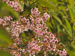Wild Himalayan Cherry (Prunus cerasoides)