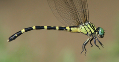 Nychogomphus duaricus