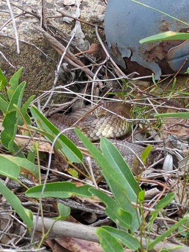 Tiger Snake sighting