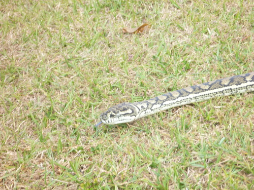 Coastal Carpet Python sighting