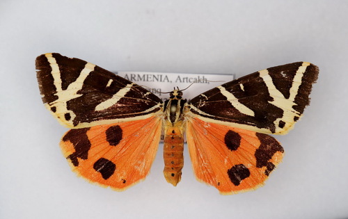 Jersey Tiger