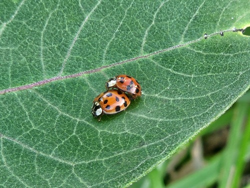 Asian Lady Beetle photographed in Connecticut