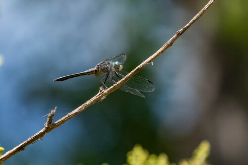 iNaturalist observation photo of Blue Dasher
