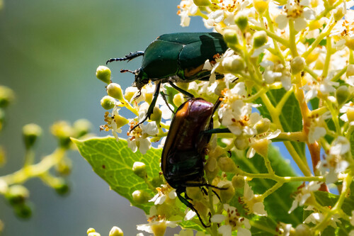 iNaturalist observation photo of Figeater Beetle