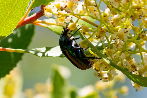 iNaturalist observation photo of Figeater Beetle