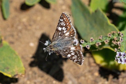 iNaturalist observation photo of White Checkered-Skipper