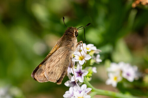 iNaturalist observation photo of Fiery Skipper