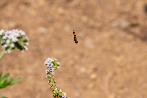 iNaturalist observation photo of Peg-legged Compost Fly